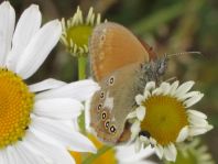 Coenonympha glycerion, Rotbraunes Wiesenvögelchen