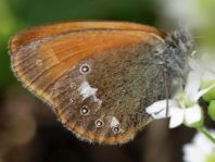 Coenonympha glycerion, Rotbraunes Wiesenvögelchen