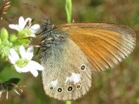 Coenonympha glycerion, Rotbraunes Wiesenvögelchen