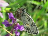 Schachbrett, Melanargia galathea