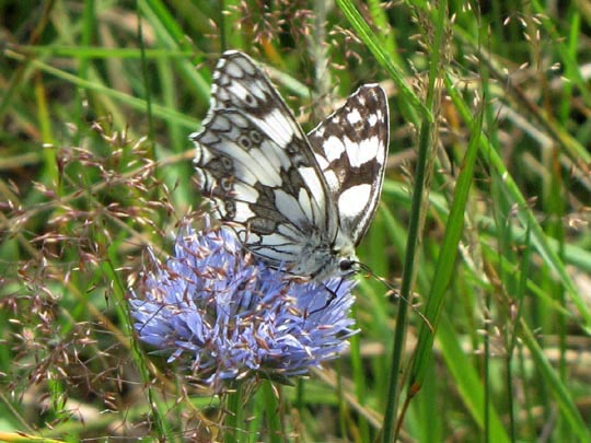 Schachbrett, Melanargia galathea