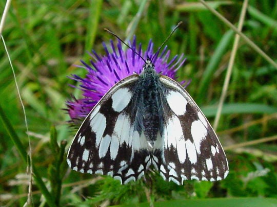 Schachbrett, Melanargia galathea