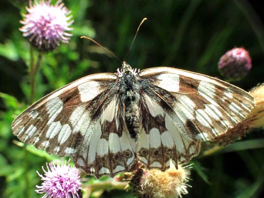 Schachbrett, Melanargia galathea
