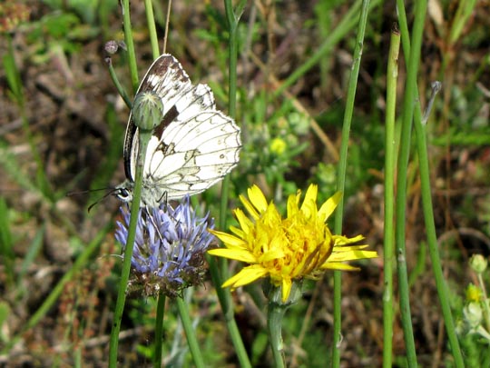 Schachbrett, Melanargia galathea