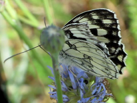 Schachbrett, Melanargia galathea