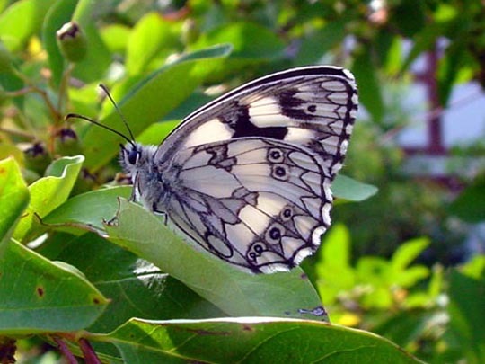 Schachbrett, Melanargia galathea