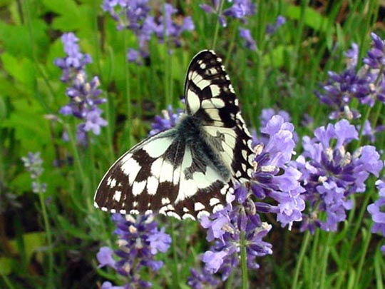 Schachbrett, Melanargia galathea