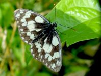 Schachbrett, Melanargia galathea