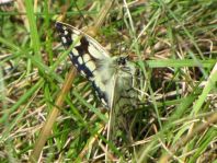 Schachbrett, Melanargia galathea