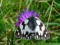 Schachbrett, Melanargia galathea