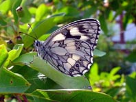 Schachbrett, Melanargia galathea
