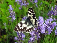Schachbrett, Melanargia galathea