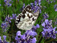 Schachbrett, Melanargia galathea