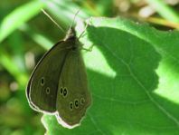 Schornsteinfeger, Aphantopus hyperantus