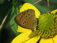 Schornsteinfeger, Aphantopus hyperantus