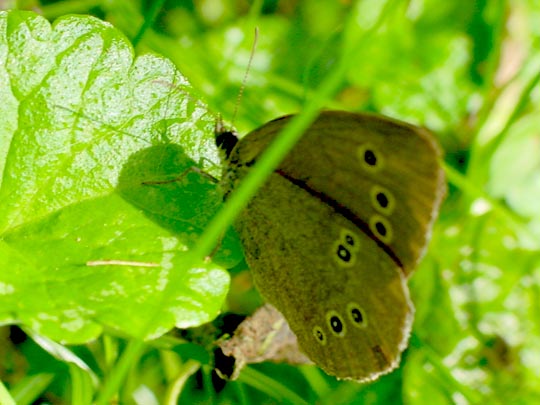 Schornsteinfeger, Aphantopus hyperantus