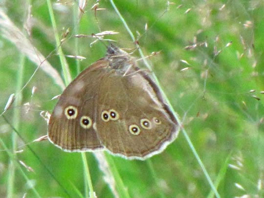 Schornsteinfeger, Aphantopus hyperantus