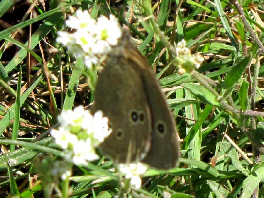 Schornsteinfeger, Aphantopus hyperantus