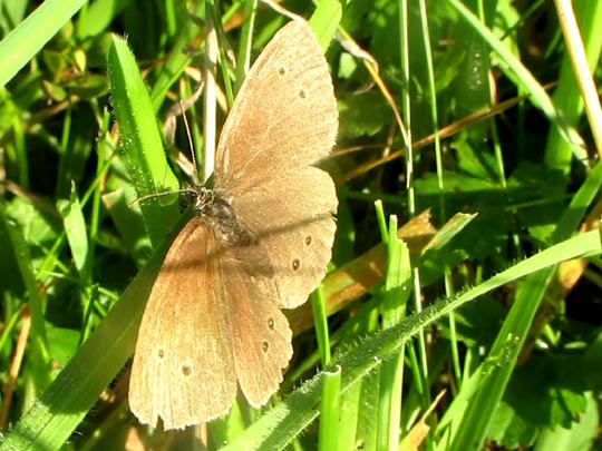 Schornsteinfeger, Aphantopus hyperantus