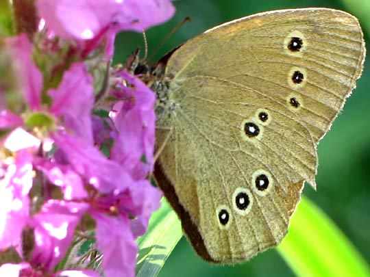 Schornsteinfeger, Aphantopus hyperantus