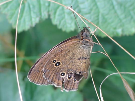 Schornsteinfeger, Aphantopus hyperantus