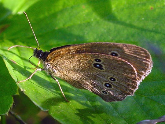 Schornsteinfeger, Aphantopus hyperantus