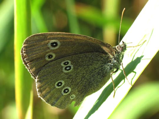 Schornsteinfeger, Aphantopus hyperantus
