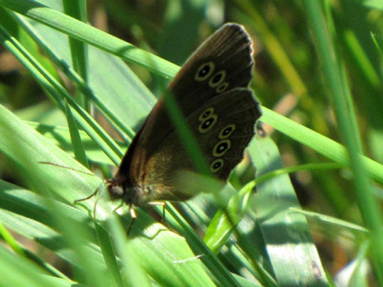 Schornsteinfeger, Aphantopus hyperantus