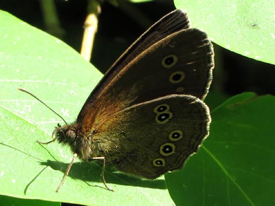 Schornsteinfeger, Aphantopus hyperantus