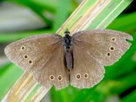 Schornsteinfeger, Aphantopus hyperantus