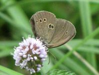Schornsteinfeger, Aphantopus hyperantus