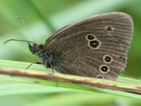 Schornsteinfeger, Aphantopus hyperantus