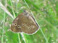 Schornsteinfeger, Aphantopus hyperantus