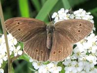 Schornsteinfeger, Aphantopus hyperantus