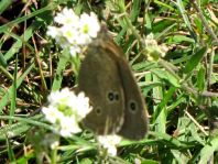 Schornsteinfeger, Aphantopus hyperantus