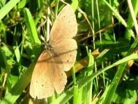 Schornsteinfeger, Aphantopus hyperantus
