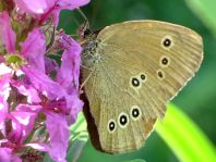 Schornsteinfeger, Aphantopus hyperantus