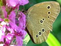 Schornsteinfeger, Aphantopus hyperantus