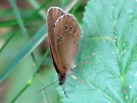 Schornsteinfeger, Aphantopus hyperantus