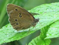 Schornsteinfeger, Aphantopus hyperantus