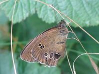 Schornsteinfeger, Aphantopus hyperantus