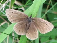 Schornsteinfeger, Aphantopus hyperantus