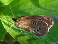 Schornsteinfeger, Aphantopus hyperantus