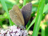 Schornsteinfeger, Aphantopus hyperantus