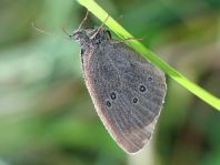 Schornsteinfeger, Aphantopus hyperantus