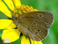Schornsteinfeger, Aphantopus hyperantus
