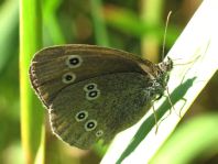 Schornsteinfeger, Aphantopus hyperantus