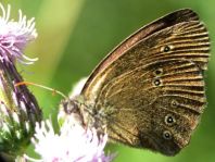 Schornsteinfeger, Aphantopus hyperantus