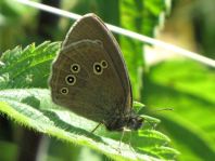 Schornsteinfeger, Aphantopus hyperantus