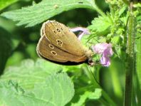 Schornsteinfeger, Aphantopus hyperantus